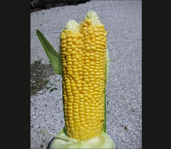 Jordbavning, Japan, Tsunami